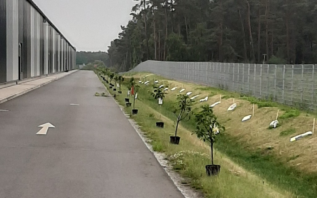 100 árboles frutales para el sitio de Soltau