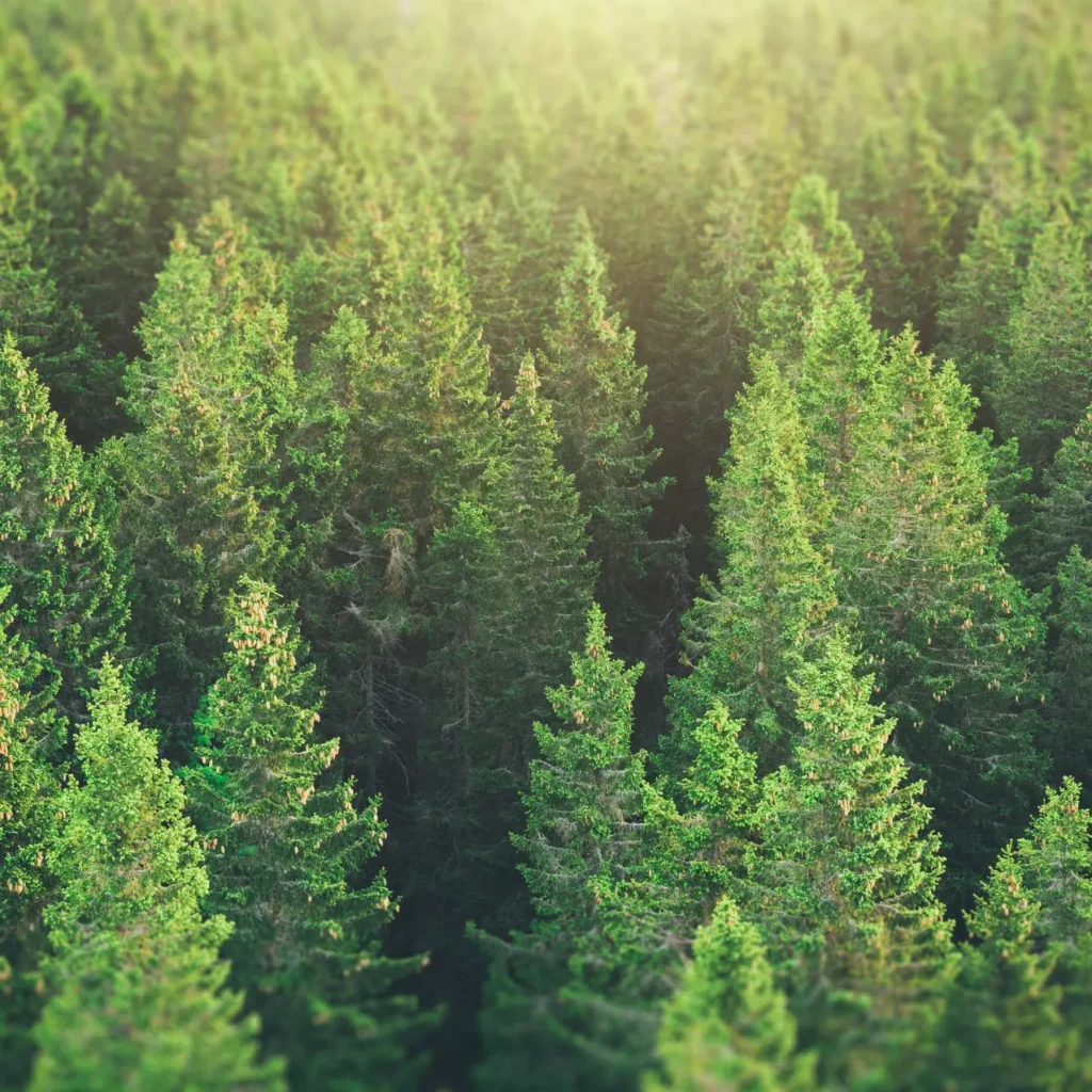 Luftaufnahme eines dichten Nadelwaldes im Sonnenlicht.